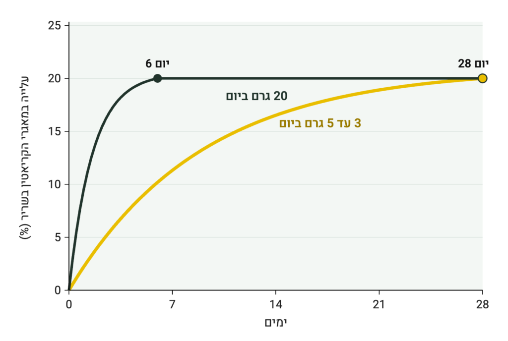 העלייה במאגרי הקריאטין בשריר: העמסה מול 3 עד 5 גרם ביום